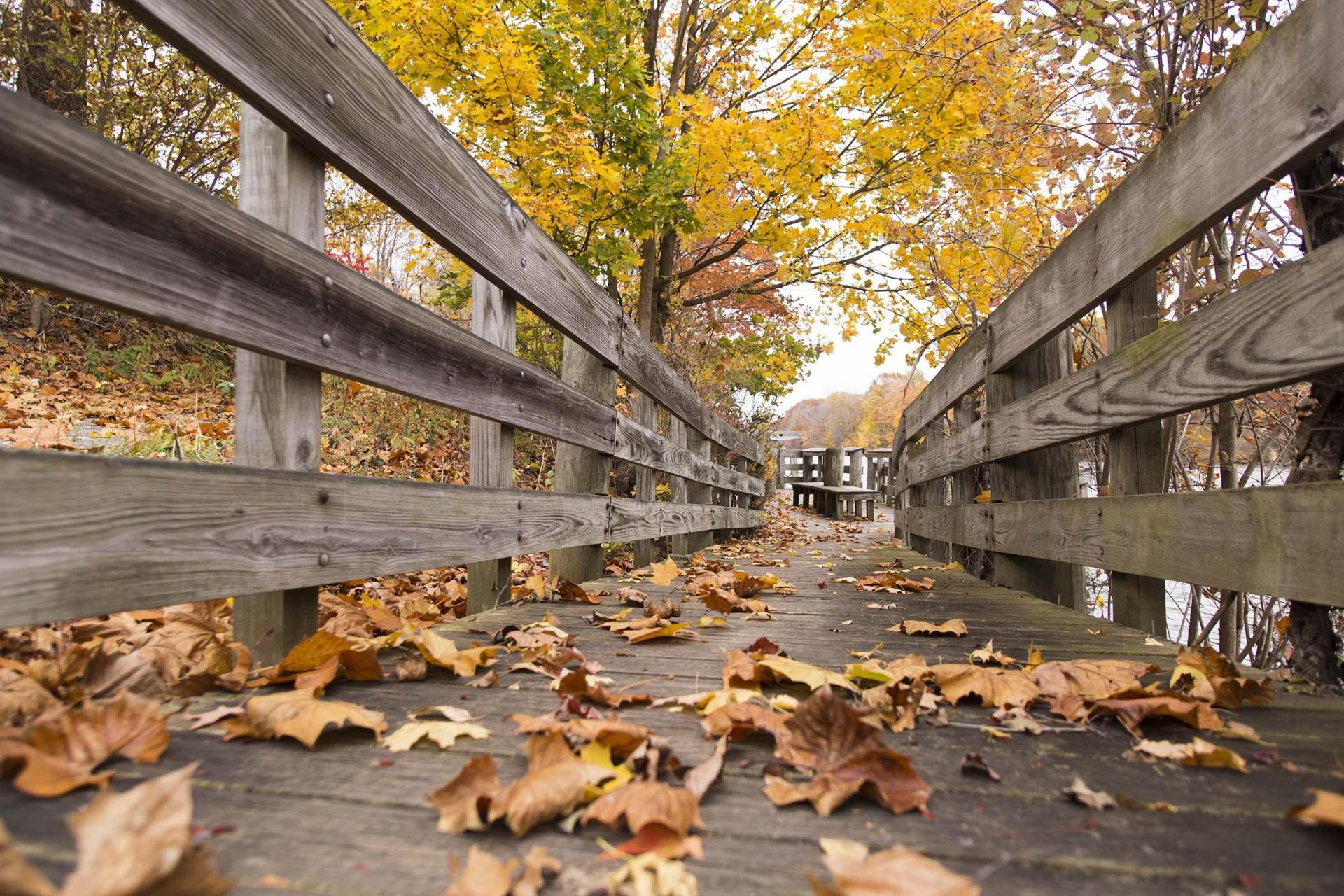 Fall color along the St. Joseph River in Buchanan.