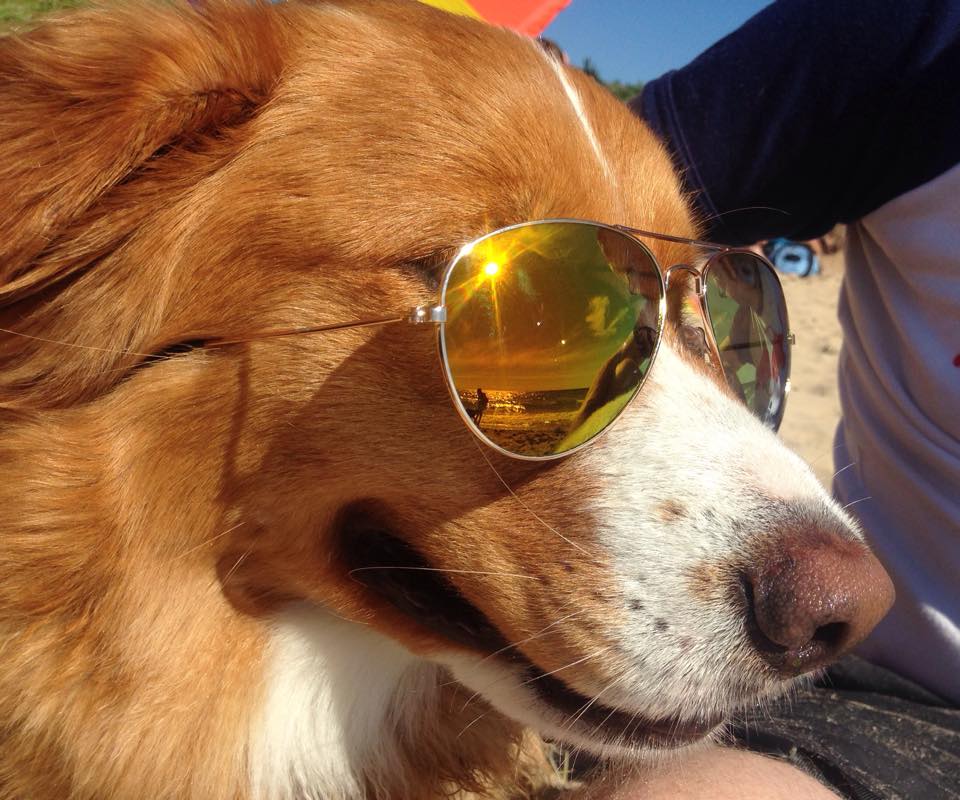 Dog with sunglasses