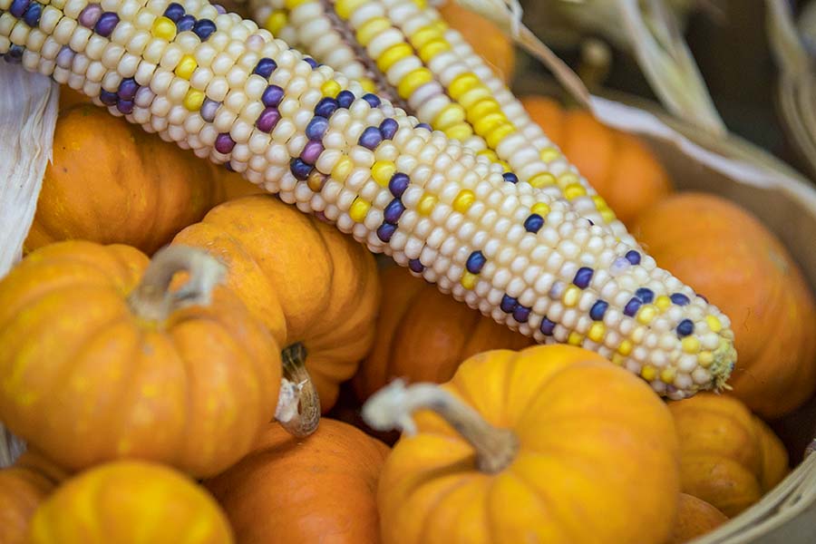 Corn and Pumpkins Photo Nowicki