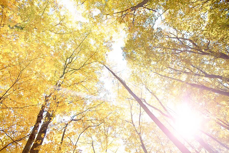 Fall Looking Up at Tree Tops Photo Joshua Nowicki