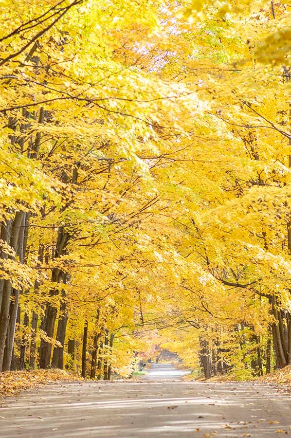 Tunnel of Trees Photo Joshua Nowicki