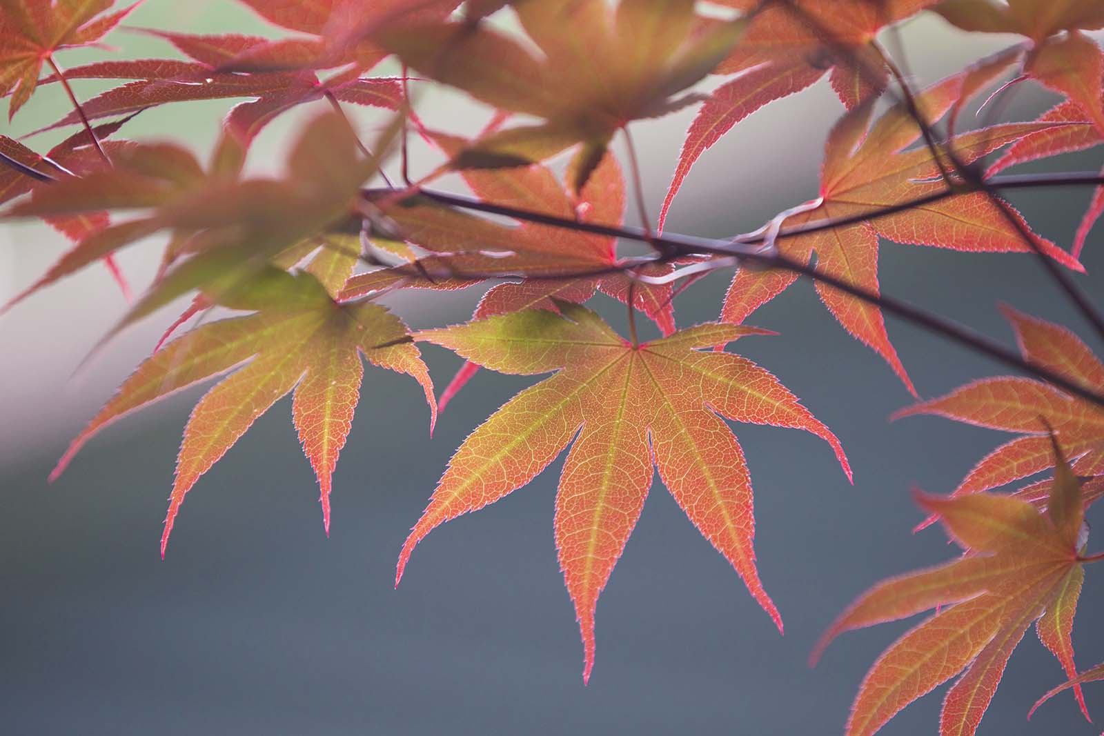 backlit leaves photo Joshua Nowicki