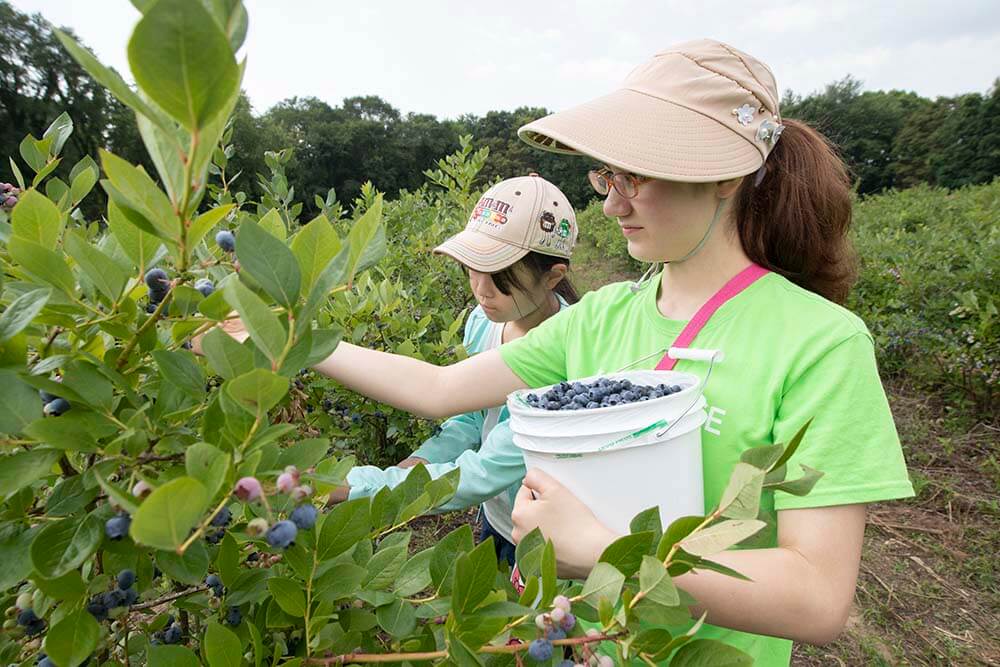 blueberry picking
