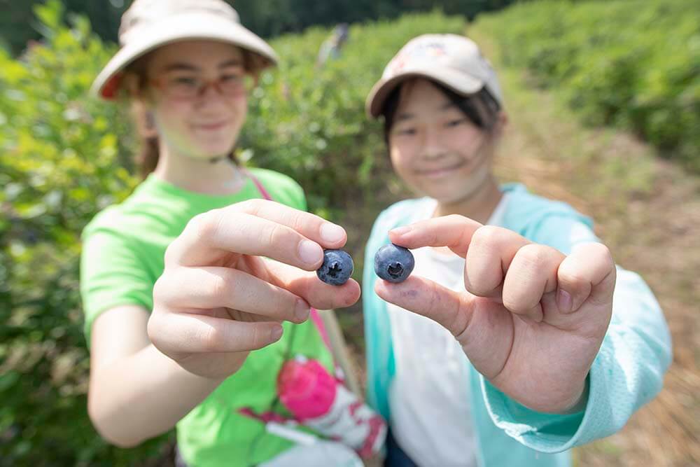 Blueberry Picking